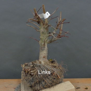 Preview: Prunus cerasifera, Mirabelle