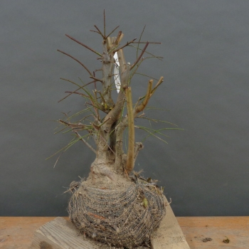 Wilde Mirabelle - Prunus cerasifera B3