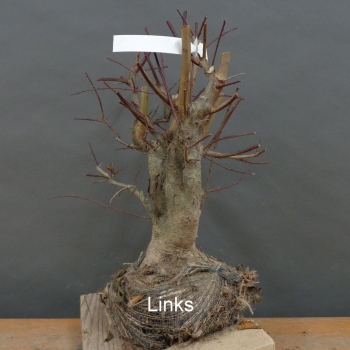 Preview: Prunus cerasifera, Mirabelle