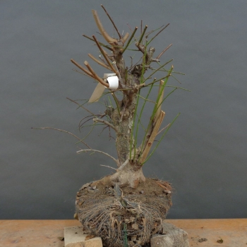 Wilde Mirabelle - Prunus cerasifera B5