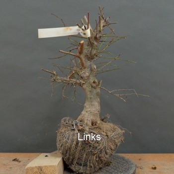 Preview: Prunus cerasifera, Mirabelle