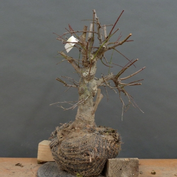 Wilde Mirabelle - Prunus cerasifera B6