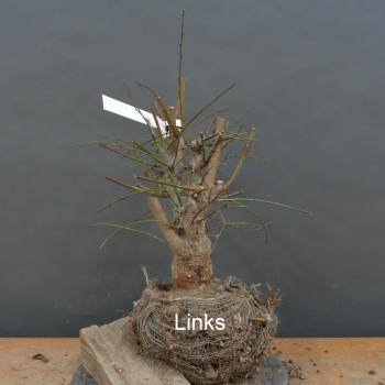 Preview: Prunus cerasifera, Mirabelle