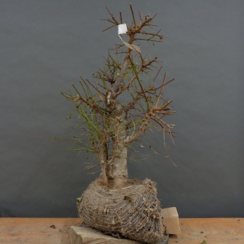 Wilde Mirabelle - Prunus cerasifera B8