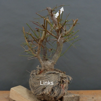 Preview: Prunus cerasifera, Mirabelle