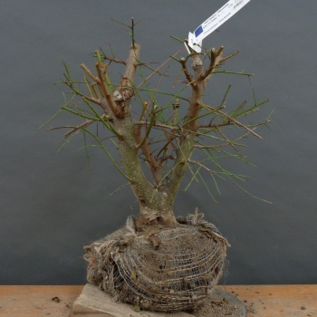 Wilde Mirabelle - Prunus cerasifera B9