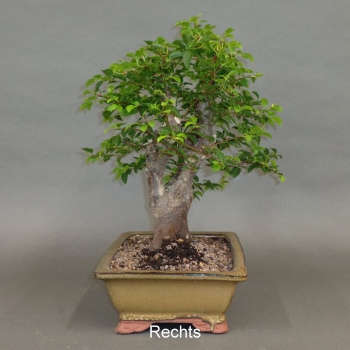 Preview: Mirabelle, Bonsai
