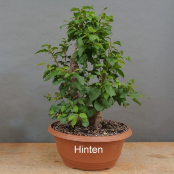 Preview: Prunus cerasifera, Mirabelle, hinten