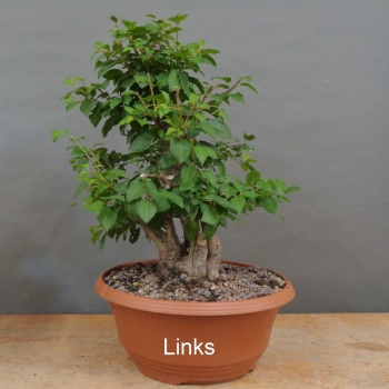 Preview: Prunus cerasifera, Mirabelle, links