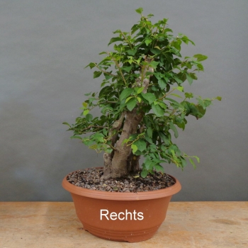 Preview: Prunus cerasifera, Mirabelle, rechts
