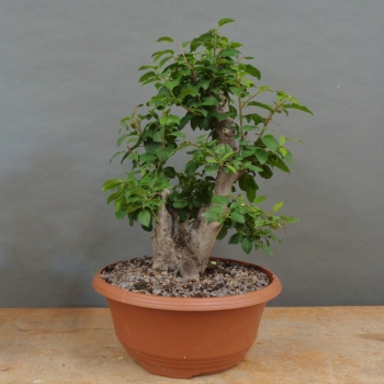 Prunus cerasifera, Mirabelle, vorn