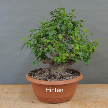 Preview: Prunus cerasifera, Mirabelle, hinten