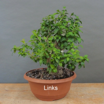 Preview: Prunus cerasifera, Mirabelle, links