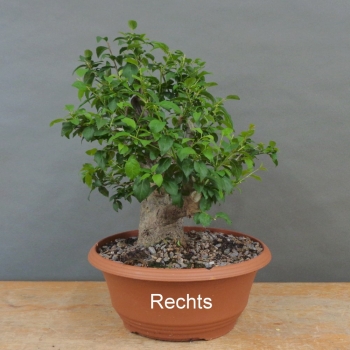 Preview: Prunus cerasifera, Mirabelle, rechts