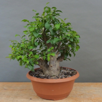 Prunus cerasifera, Mirabelle, vorn