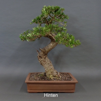 Preview: Halbzimmerbonsai - Olea europaea - Wilde Olive 10