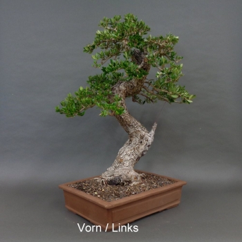 Preview: Bonsai, Crataegus laevigata, Weissdorn