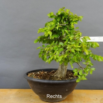 Carpinus Hainbuche Weissbuche