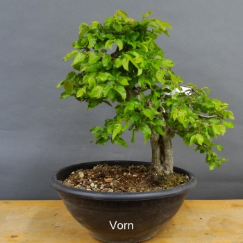 Carpinus Hainbuche Weissbuche