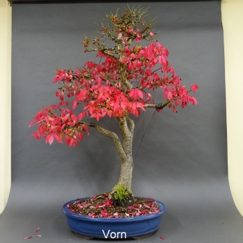 Euonymus alatus, Bonsai