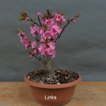 Preview: Prunus persica, Spring Glory, Zierpfirsisch