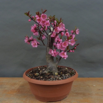 Prunus persica, Spring Glory, Zierpfirsisch