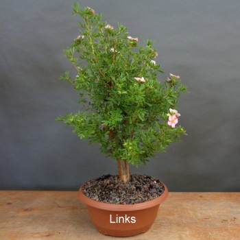 Preview: Potentilla, Fingerstrauch, Rohling