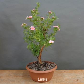 Preview: Potentilla, Fingerstrauch, Rohling
