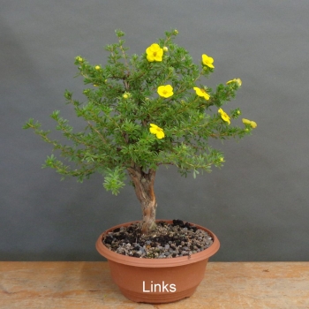 Preview: Potentilla, Fingerstrauch, Bonsai