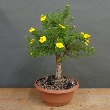 Potentilla, Fingerstrauch, Bonsai