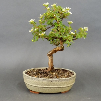 Fingerstrauch, gelb, Potentilla