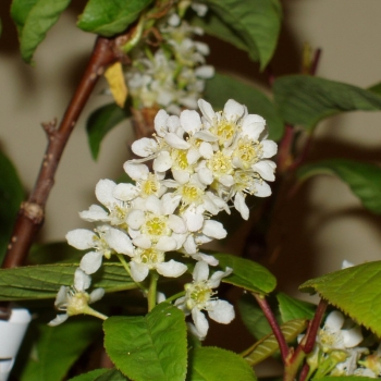 Preview: Prunus padus, Traubenkirsche, Bluete