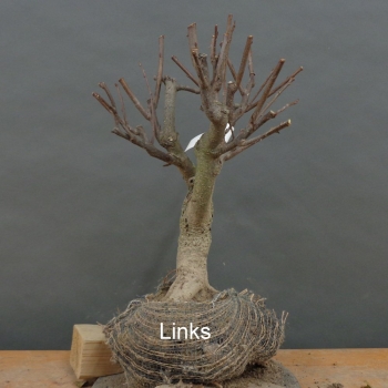 Preview: Prunus padus, Traubenkirsche, Bonsai