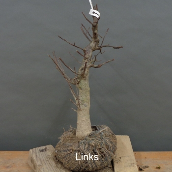 Preview: Prunus padus, Traubenkirsche, Bonsai