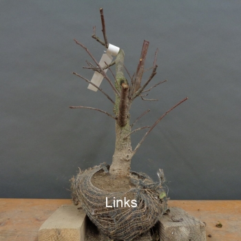 Preview: Prunus padus, Traubenkirsche, Bonsai