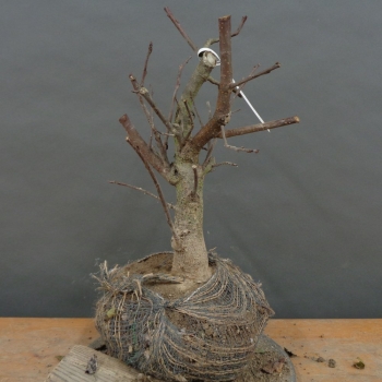 Traubenkirsche - Prunus padus B3