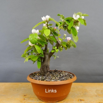 Pre-Bonsai, Quitte