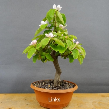 Pre-Bonsai, Quitte