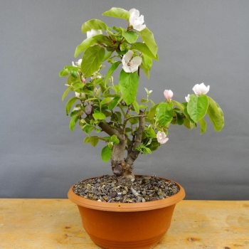 Pre-Bonsai, Quitte