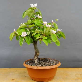 Pre-Bonsai, Quitte