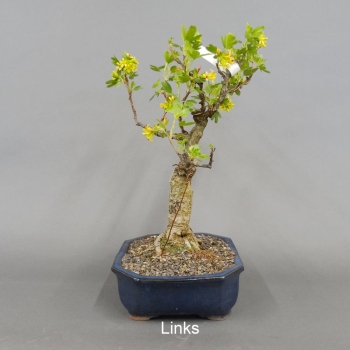 Goldjohannisbeere, Ribes aureum
