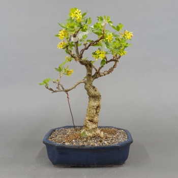 Goldjohannisbeere, Ribes aureum