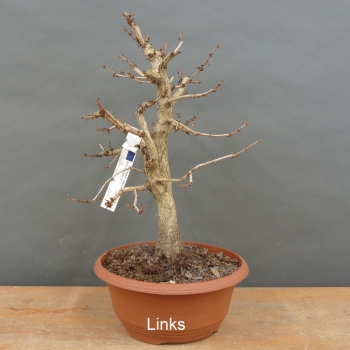Preview: Corylus Hasel Bonsai
