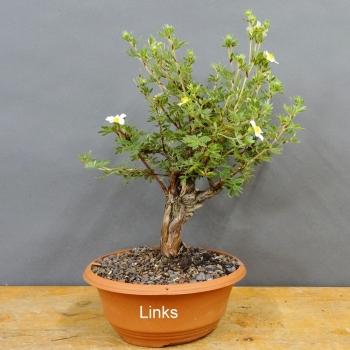 Potentilla, Fingerstrauch, Bonsai