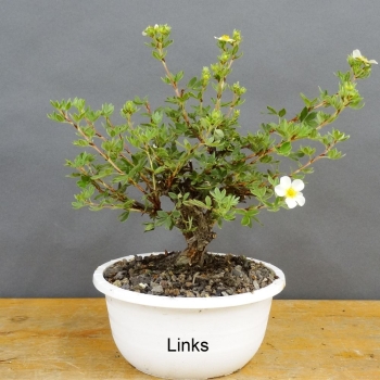 Potentilla, Fingerstrauch, Bonsai