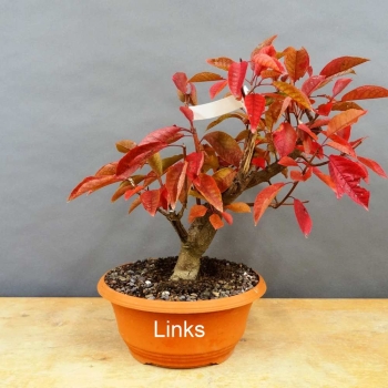 Prunus padus, Traubenkirsche, Bonsai