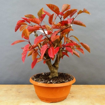 Prunus padus, Traubenkirsche, Bonsai
