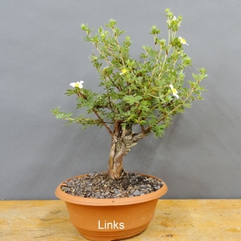 Potentilla, Fingerstrauch, Bonsai