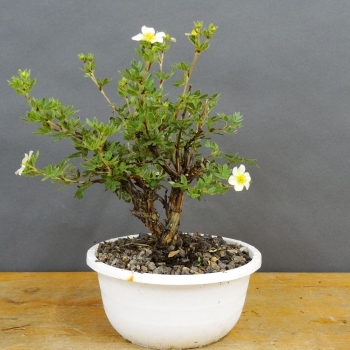 Potentilla, Fingerstrauch, Bonsai