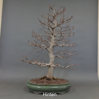 Preview: Rotbuche - Fagus sylvatica 10